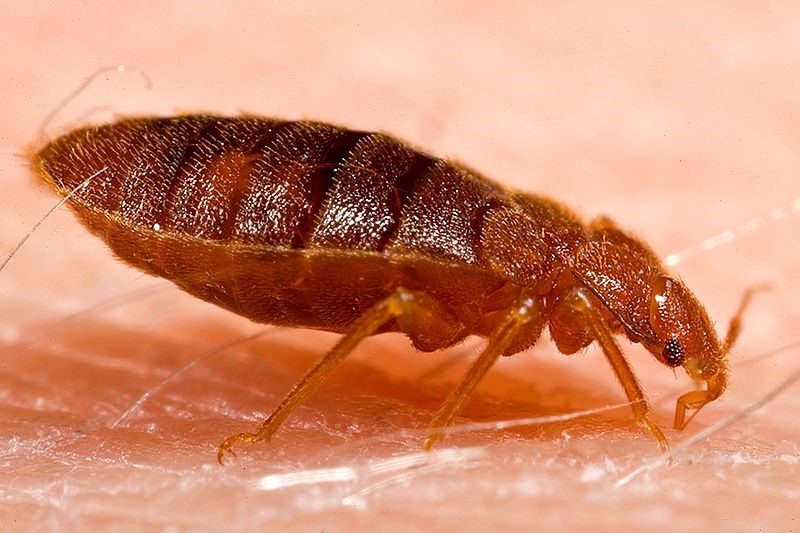 2020 News01 A Bed Bugs