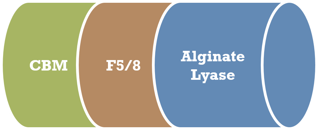 Alginate Lyase