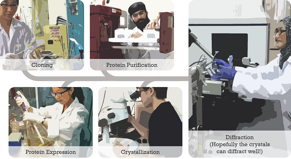 Protein Crystallography