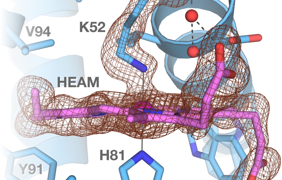 Structure of HGbRL