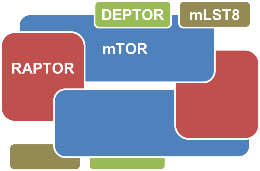 mTOR Signalling